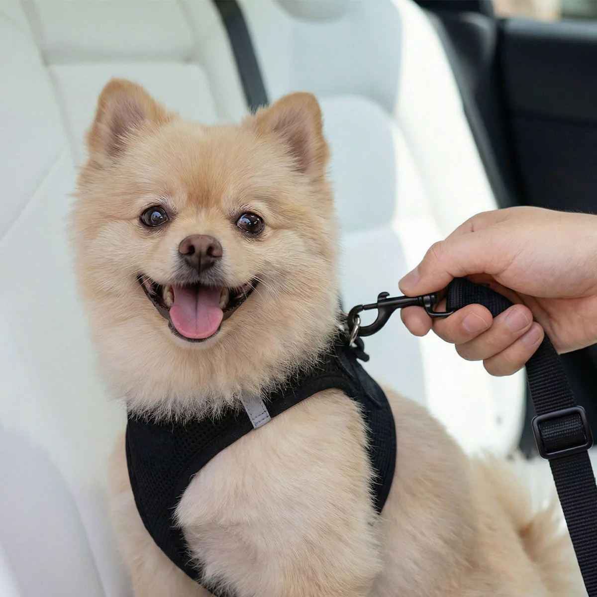 Pet Car Seatbelt Tether | PS100 2 Pet Car Seatbelt Tether | PS100